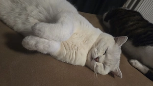 BKH Sucht neuen Dosenöffner 