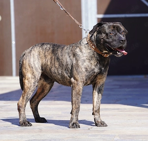 Presa Canario Rüde gegen Schutzgebühr abzugeben. Bild 3
