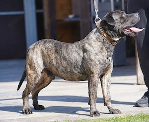 Presa Canario Rüde gegen Schutzgebühr abzugeben. Bild 4