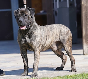 Presa Canario Rüde gegen Schutzgebühr abzugeben. Bild 2