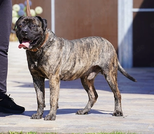 Presa Canario Rüde gegen Schutzgebühr abzugeben. Bild 5