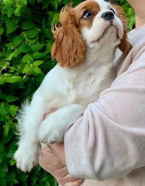 Cavalier King Charles Spaniel Mädchen