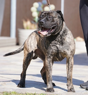 Presa Canario Rüde gegen Schutzgebühr abzugeben. Bild 6