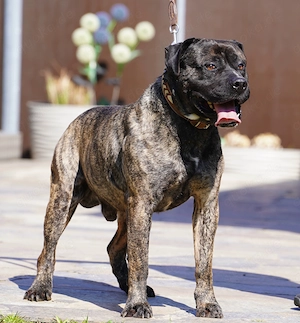 Presa Canario Rüde gegen Schutzgebühr abzugeben. Bild 7