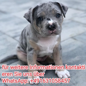 Am.. staff   Pit.. bull welpen 