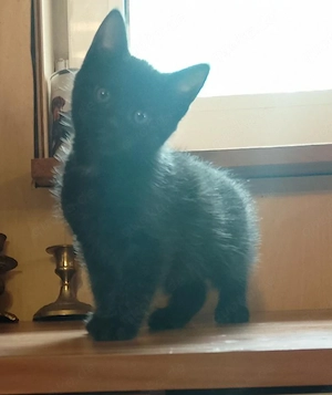 Drei wunderschöne kitten Ein Mädchen Zwei Jungs 