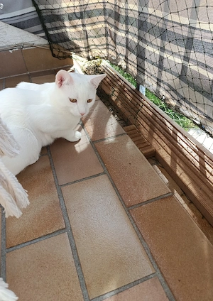 junger Kater abzugeben  Bild 3