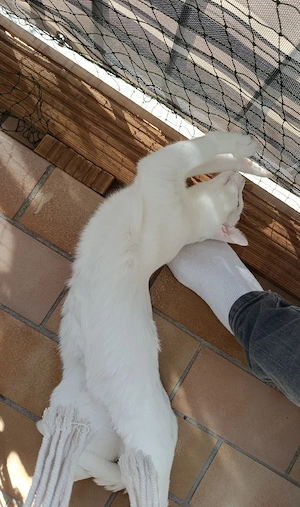 junger Kater abzugeben  Bild 4