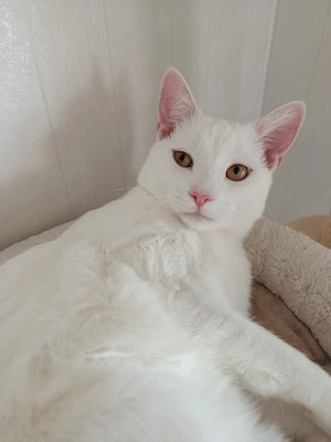 junger Kater abzugeben 