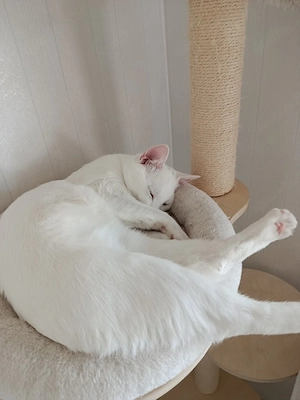 junger Kater abzugeben  Bild 2