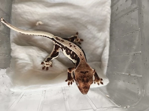 Kronengecko Jungtier 