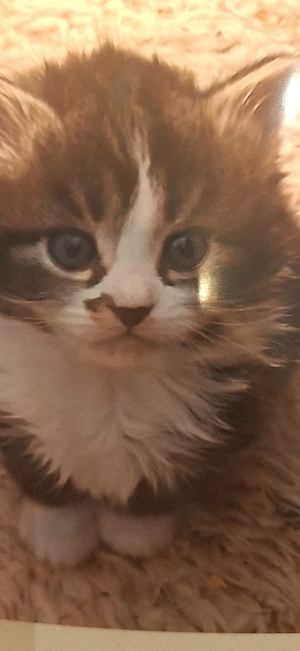 Kätzchen italienische Kurzhaarig 