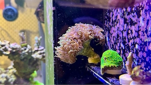 Euphyllia glabrescens golden torch