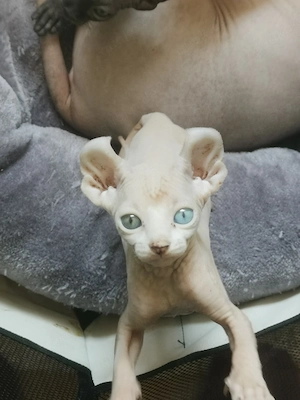 Sphynx kitten 
