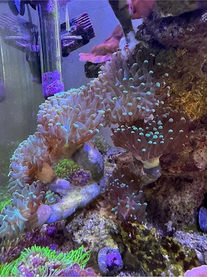 Euphylia Koralle, 6 Köpfe! wie abgebildet.