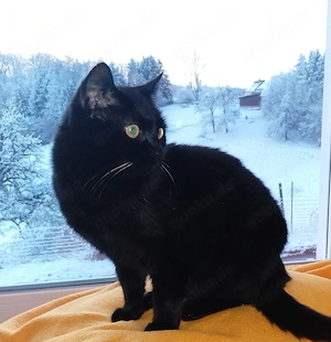 Dem Schwarzen Fell eine Chance geben 