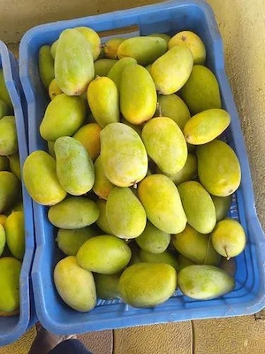 Frische exotische Früchte jetzt in Frankfurt erhältlich! 