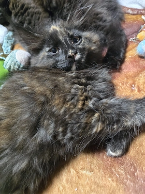 Maine Coon Kitten (weiblich)   abgabebereit 