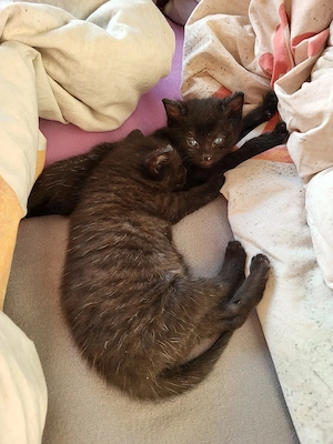 Brittischkurzhaar Mix Babykätzchen 