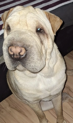 Cocker Pei ,3 Jahre alt abzugeben