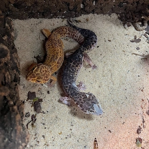 2 Leopardgeckos  Bild 2