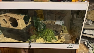 Königspython mit oder ohne Zubehör 