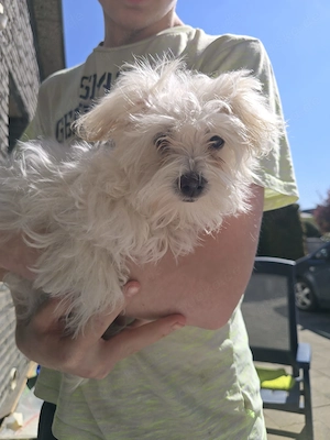 Süße Malterser Hündin 