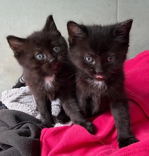 Brittischkurzhaar Mix Babykätzchen 