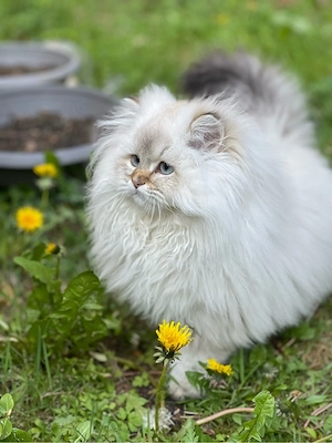     BKH Kater mit blauen Augen abzugeben