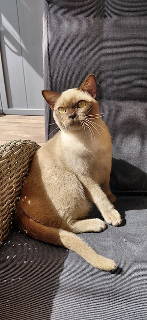 Burma  Burmese Kater  Kitten 