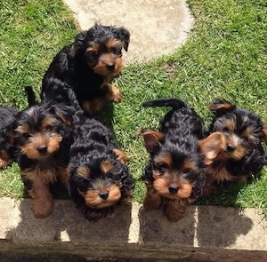 Yorkshire Terrier Welpen   11 Wochen alt   Rüden & Hündinnen verfügbar