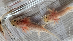 2 Harlekine Axolotl :)