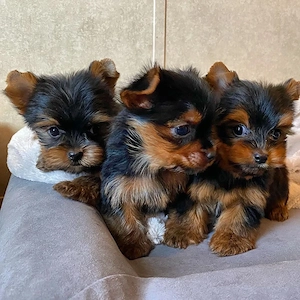Yorkshire Terrier Welpen   11 Wochen alt   Rüden & Hündinnen verfügbar