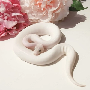 Königspython, Highway BP,  Ivory BP,  Paradox, Piebald 