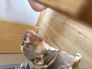 Old englisch Bulldog Lilac 