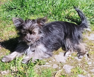 Chihuahua-Yorkimixwelpen suchen liebevolles Heim.