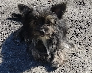 Chihuahua-Yorkimixwelpen suchen liebevolles Heim. Bild 3