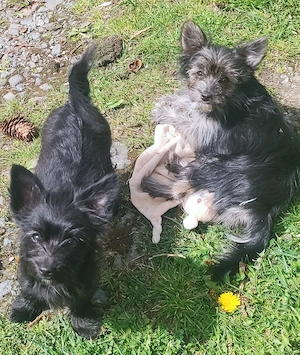 Chihuahua-Yorkimixwelpen suchen liebevolles Heim. Bild 10