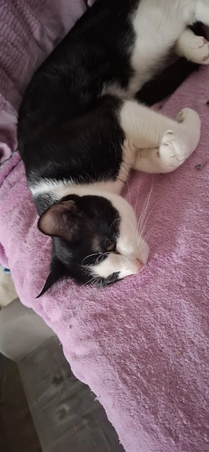 Oreo sucht ein Zuhause 