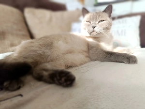 britisch kurzhaar kitten