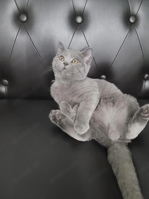 Britische Kurzhaar katze Reinrassig BKH