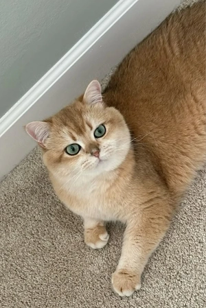 Deckkater BKH Black Golden Shell 