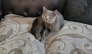 Britische Kurzhaar katar Reinrassig BKH Bild 2