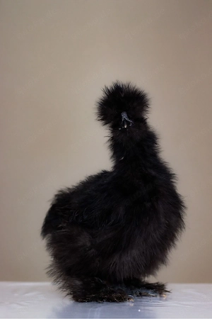 3x Große Seidenhühner mit Bart in Schwarz suchen ein neues Zuhause 