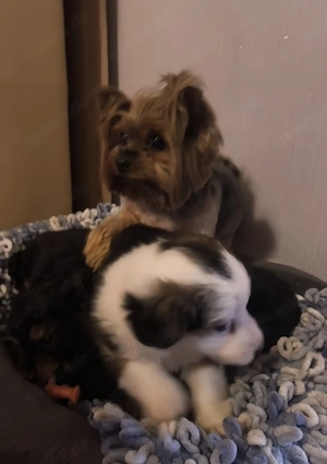 Unsere Hündin hat süße Welpen bekommen   