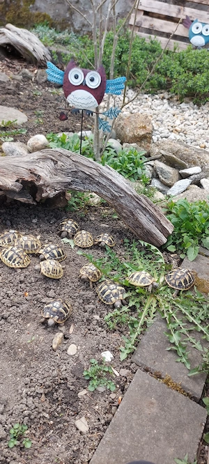 Griechische Landschildkröte NZ 2025 THB Testudo hermanni boettgeri Bild 9
