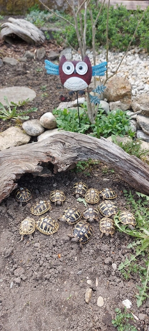 Griechische Landschildkröte NZ 2025 THB Testudo hermanni boettgeri