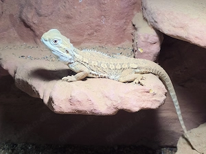 Zwergbartagame und oder Leopardgecko suchen ein neues Zuhause. Außerdem wahlweise Terrarien usw.