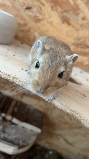 SUCHE weibliche Rennmaus