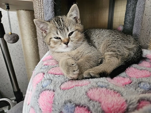 Wunderschönen BKH Kitten , noch 1 Junge frei. 